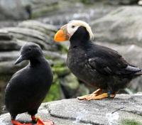 Tufted Puffin and Guillemot